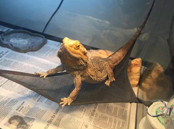 Modern Reptile Hammock