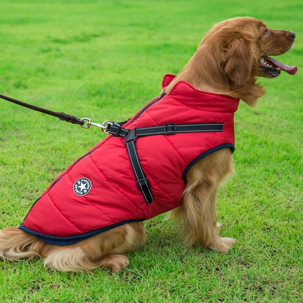 Cute Dog Jacket