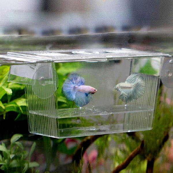 Acrylic Fish Incubation Box